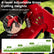 14 Inch Push Lawn Mower with 5 Steel Blades and Grass Catcher Bag